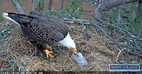 berry eagles cam 1|berry college eagles today.